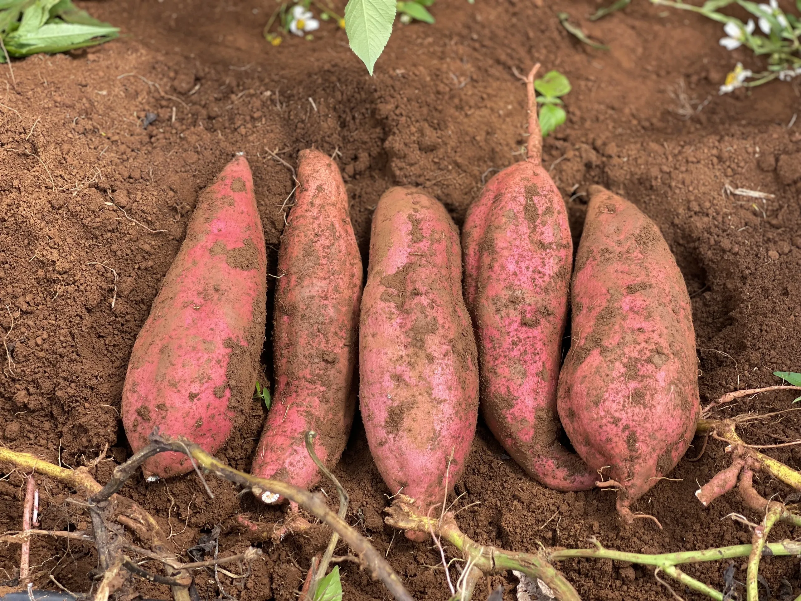 Export high quality fresh sweet potato with cheap price