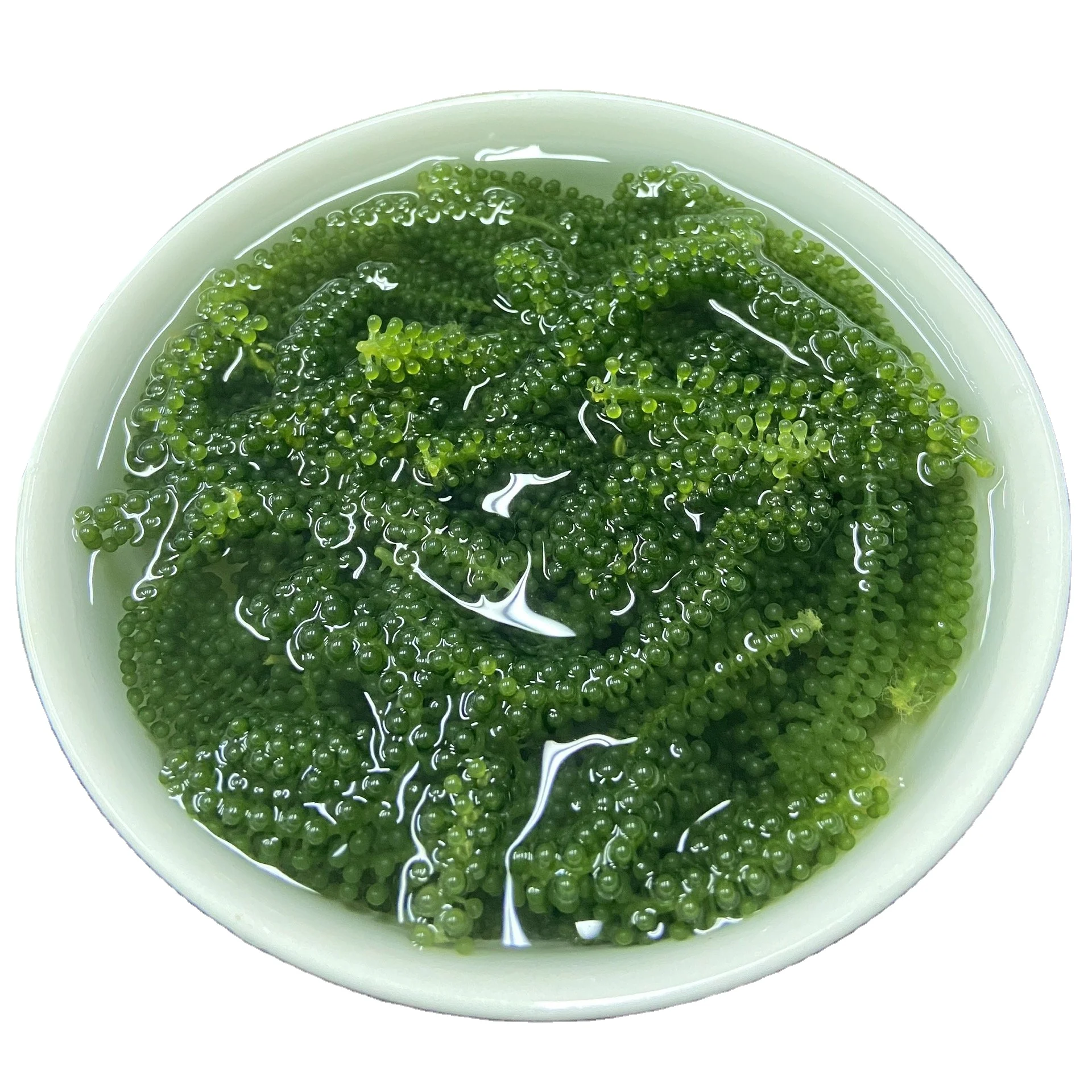 Best selling Seagrapes/ Salted seagrape seaweed/ Green caviar with the competitive price   [Ann  84 902627804]