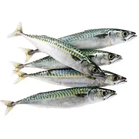 New Landing Frozen Fish Pacific Mackerel Seafood High Quality Land Fresh for sale