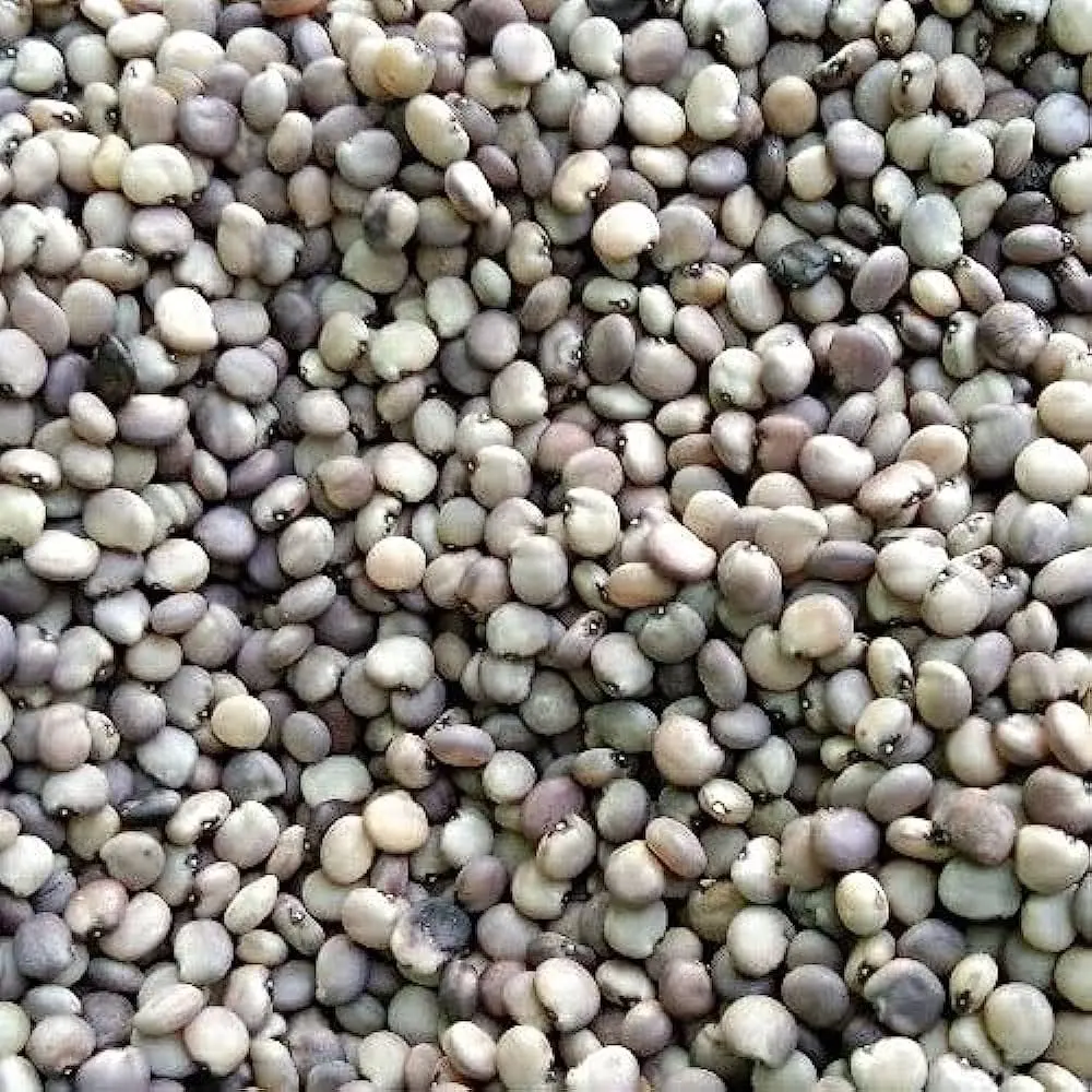 Premium Quality Cluster beans Available For Sale