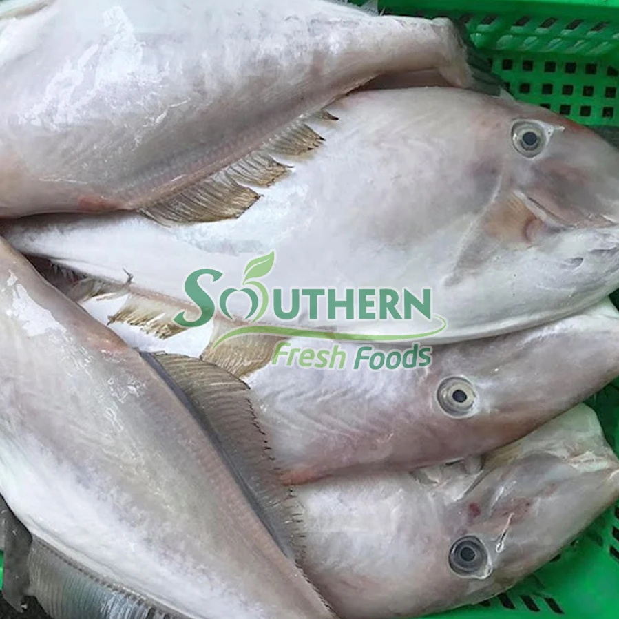 Wild Caught SFF Reasonable price package wholesale price fish seafood Frozen Leather Jacket Fish Sea Fish from Vietnam