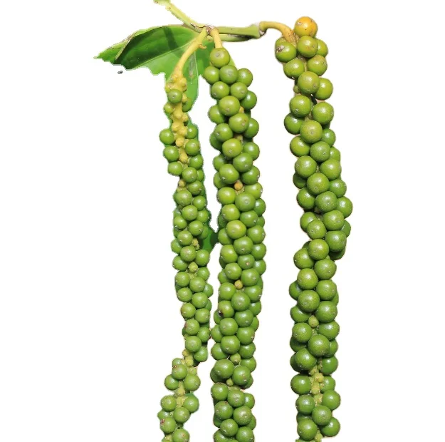 Черный перец самый продаваемый высококачественный Цейлонский черный премиум-класса-цельный от фабрики Phalco Vietnam