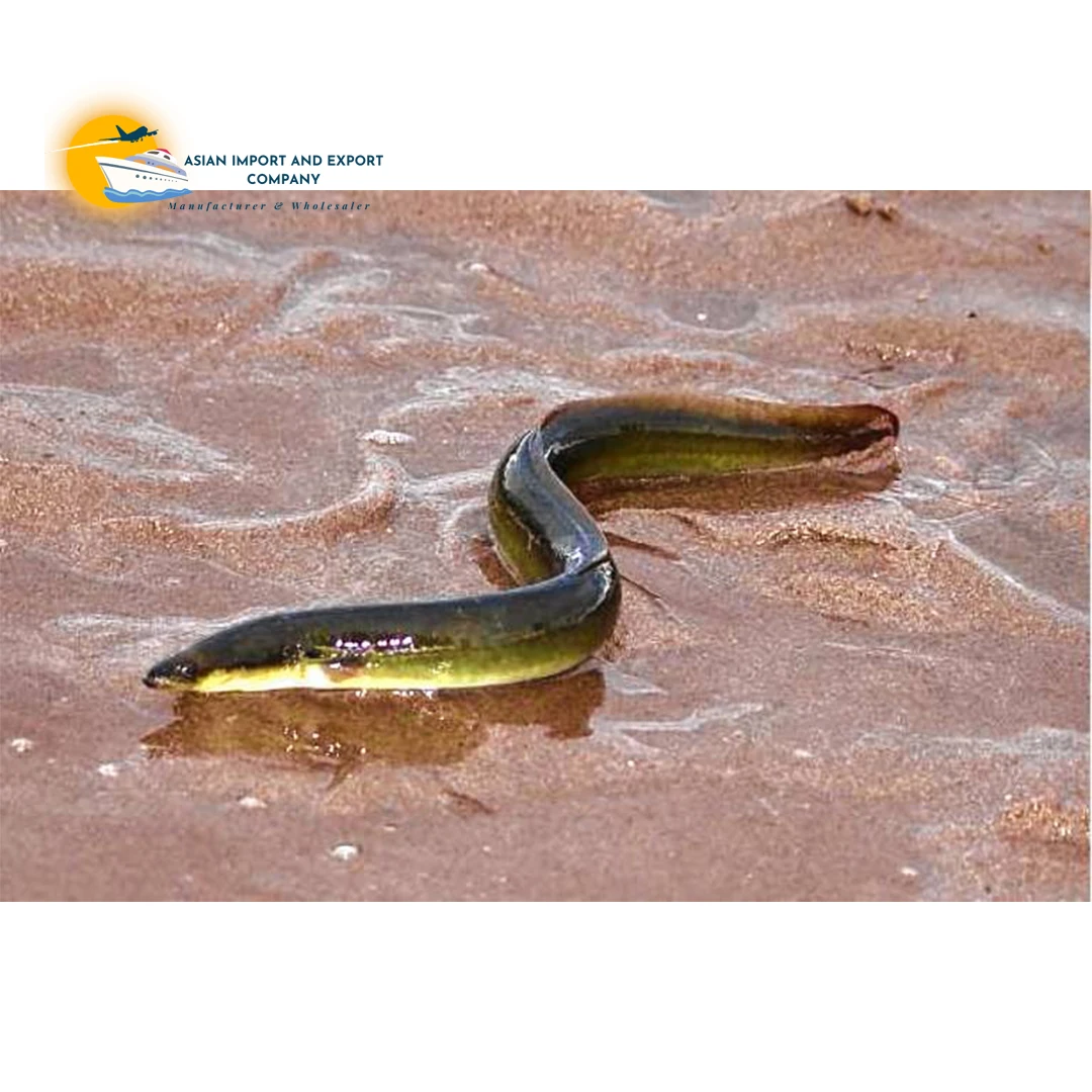 All naturally farmed nutritious eel fish is very tasty and healthy to eat and can be bought at a very low price