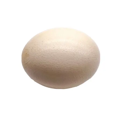 Ostrich eggs3.jpg