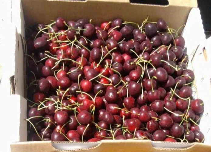 Оптовая цена, поставщик свежих фруктов, вишен, крупные партии со склада, быстрая доставка