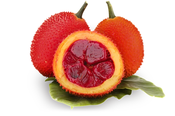 Frozen Gac Fruit/ Natural/ Fresh High quality best price new crop ANGLE