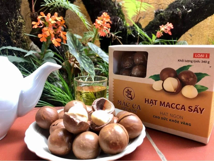 Top Grade Roasted Macadamia Nuts Good Quality Salted in Shell Whole 22-25 mm Origin