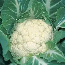 Медальон цветная капуста для продажи