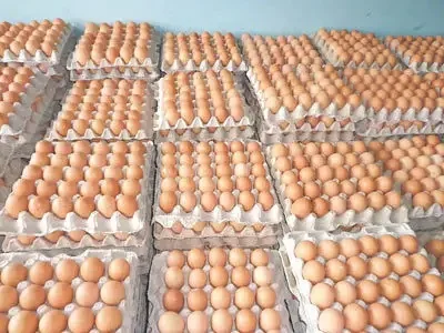 Best Quality Hot Sale Price White / Brown Shell Fresh Table Chicken Eggs From Belgium Supplier