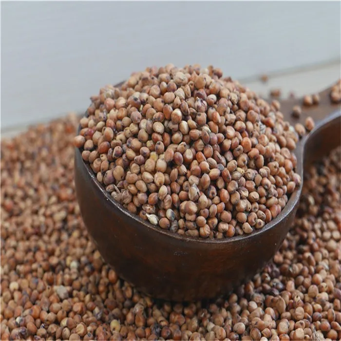White Milo Sorghum Grains Sorghum Price Per Ton