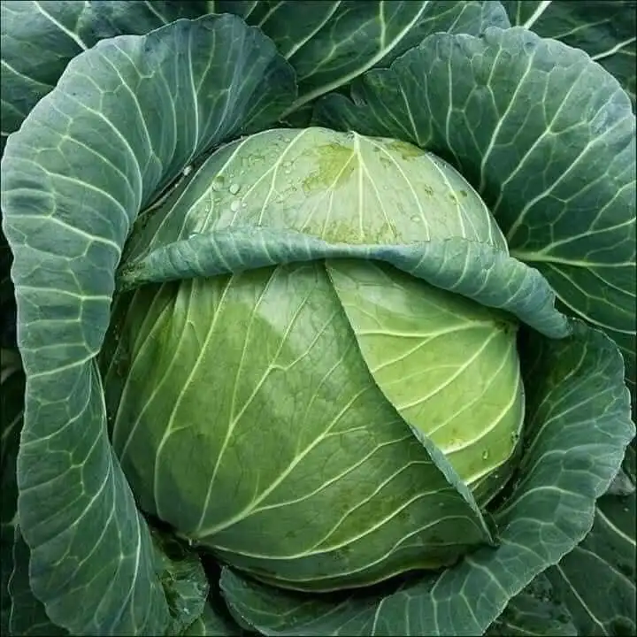 Hot Sale - Fresh Round Cabbage with high quality - High Quality Natural Cabbage made in Vietnam 2023