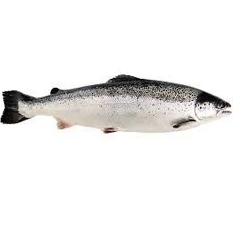 High Quality Frozen Wild Salmon Frozen Salmon Fish Fillets High Quality Froze Salmon Fish For Sale