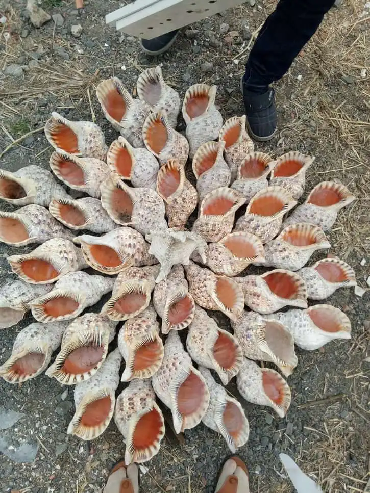 Queen large triton trumpet shells ocean collectible big size large natural empty seashells from Vietnam coastal beach