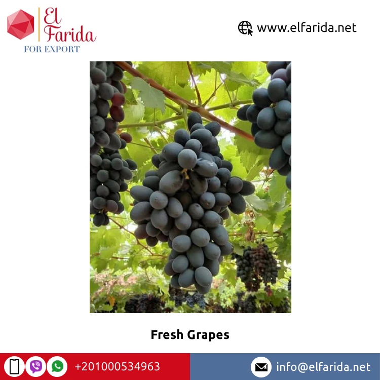 Sweet and Delicious Taste Top Quality Bulk Sale Fresh Fruit Green Grapes/ Red Grapes/ Black Grapes at Wholesale Price