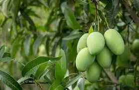 Fresh mangoes produced in Vietnam with high quality for export to Europe and Asia