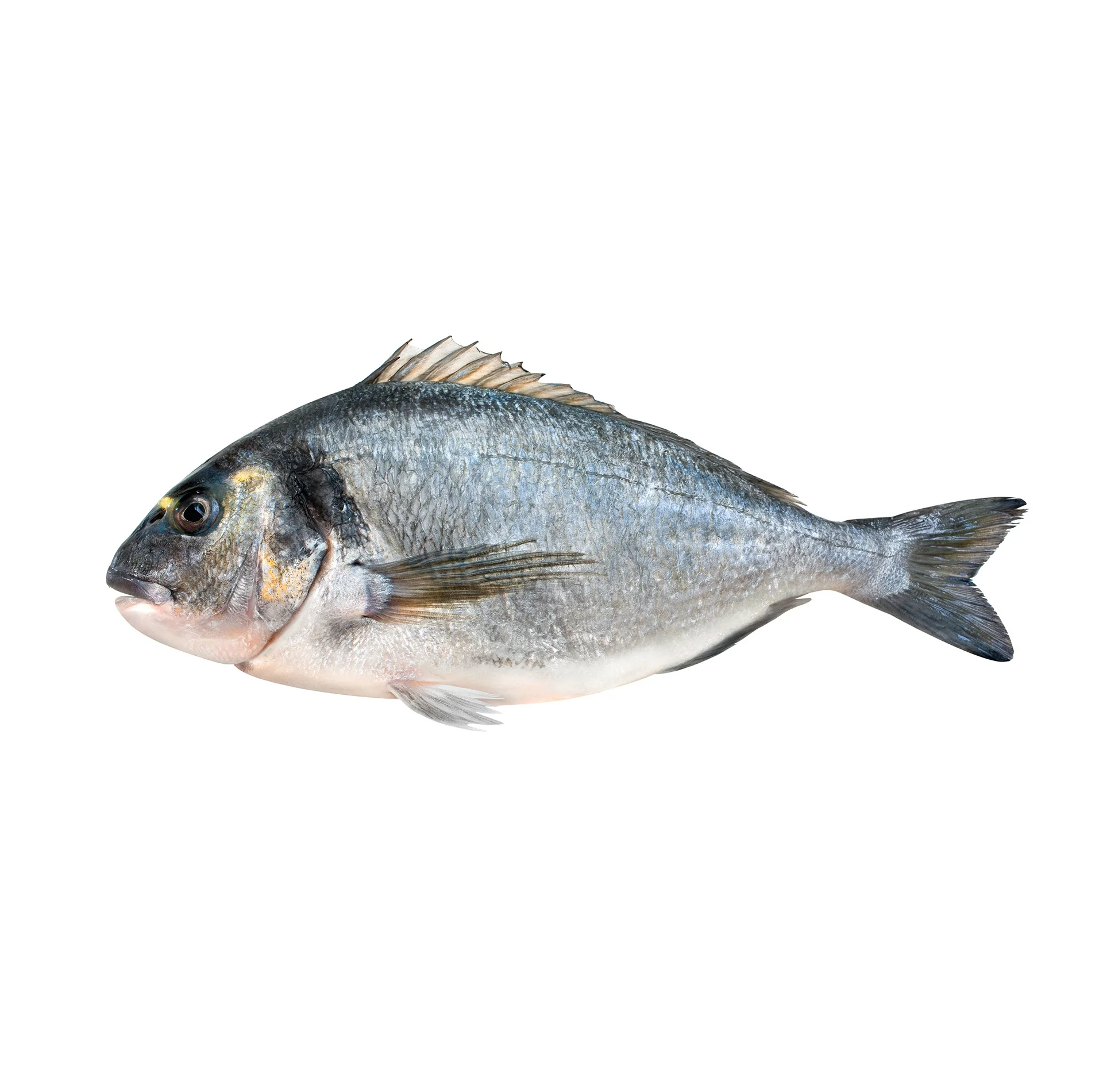 Highest Quality Best Price Direct Supply Black / Red seabream fish from Brazil sea bream Bulk Fresh Stock Available For Exports