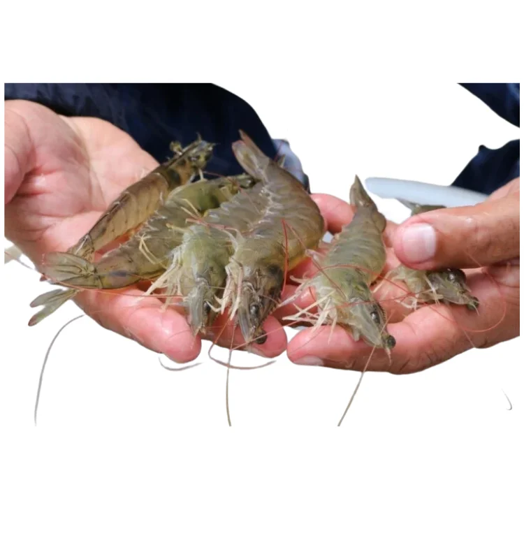 Good Price Good Supplier Frozenvannamei Shrimp HOSO Exports EU/Whole Vannamei Shrimp With Sustainable Seafood Standards