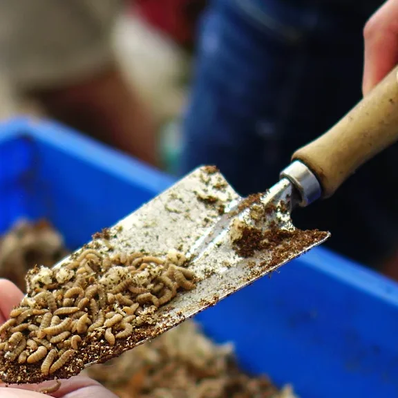 High Quality Organic Animal Feed 500g Black Soldier Fly Dried Larvae with Richness in Protein for Optimal Breeding