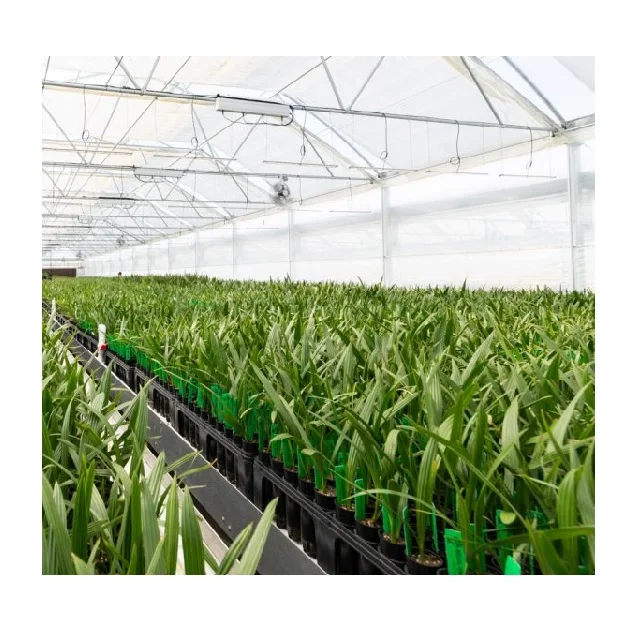 Red Barhi Dates 15 Feet Diameter Expecting Yield From 3rd Year Tissue Culture Dates From India Disease Resistance Quality