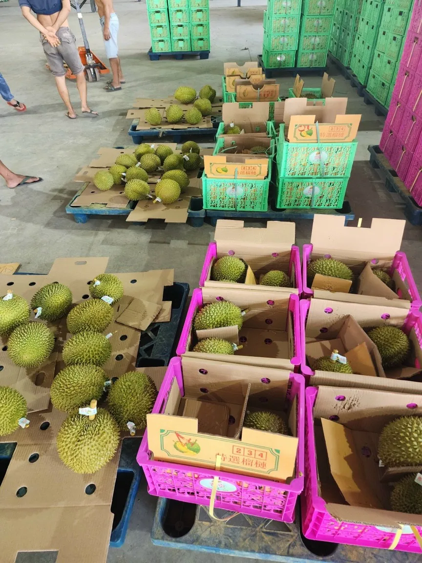 VietNam Packing Box 6-9 Fruist Fast Delivery Best Premium Quality Ri6 Thai 1 Durian Fresh Delicious Export VietNam Manufacture
