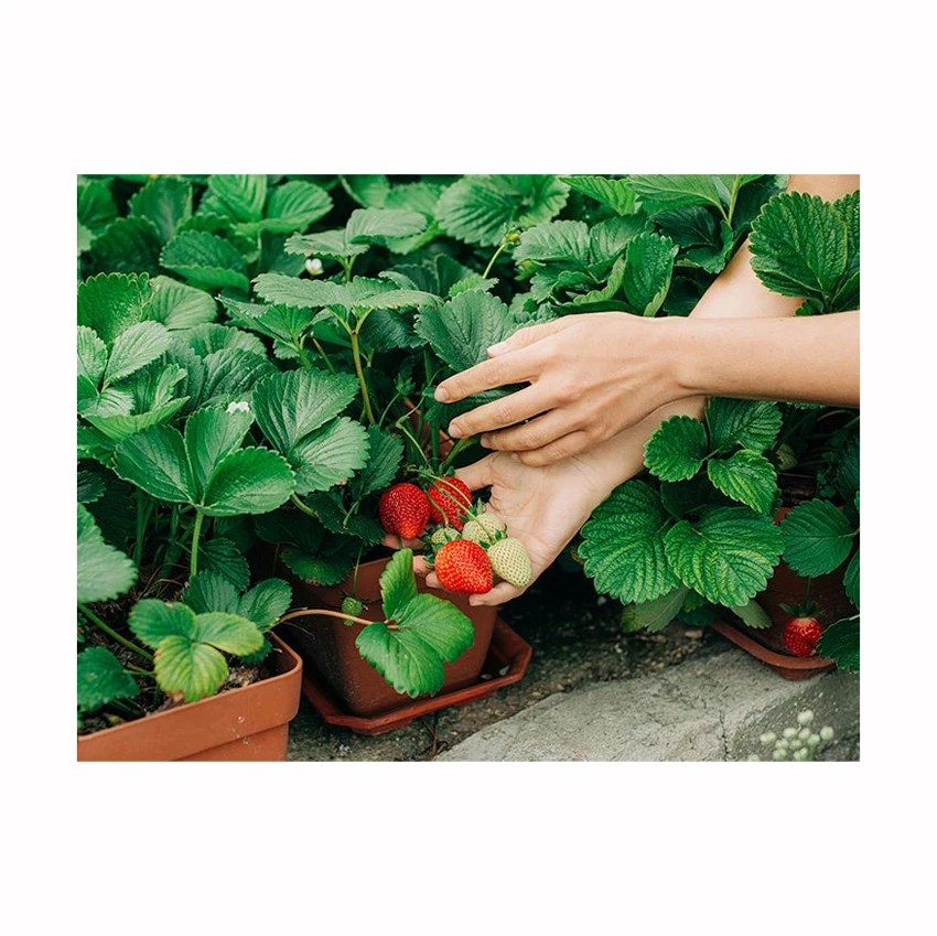 Frozen Sweet Strawberry Export Quality