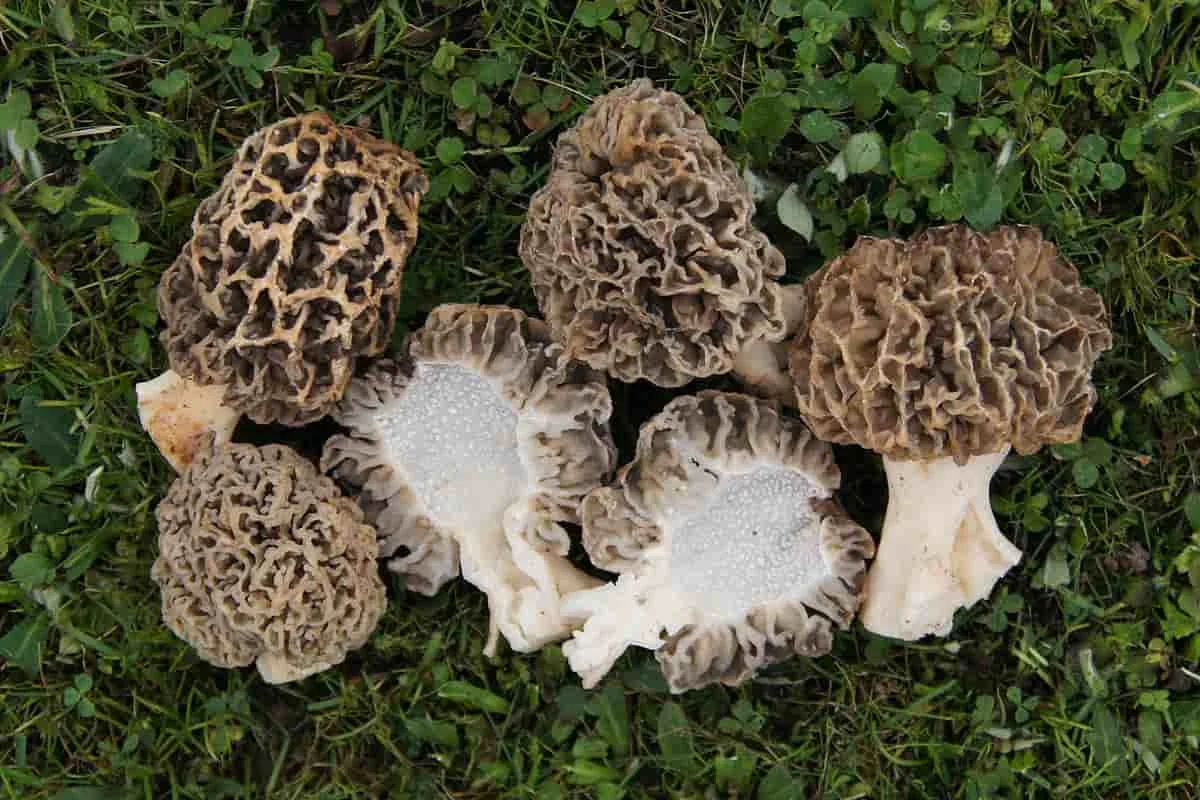 cooking grade natural sponge mushroom dried whole morel  Mushroom for sale