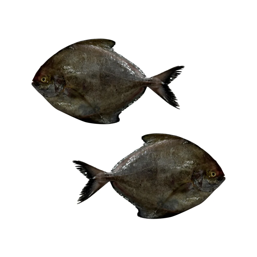 HOT SALE FROZEN BLACK POMFRET FISH GOOD 300-500 GR QUALITY INDIVIDUAL QUICK FROZEN FISH FROM INDONESIAN ORIGIN