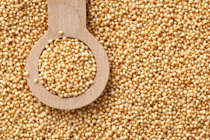 Wholesale 100%  Factory Price  low price Sales Manufacturing In India Amarnath  Millet At  use of  Animal Feed Grade