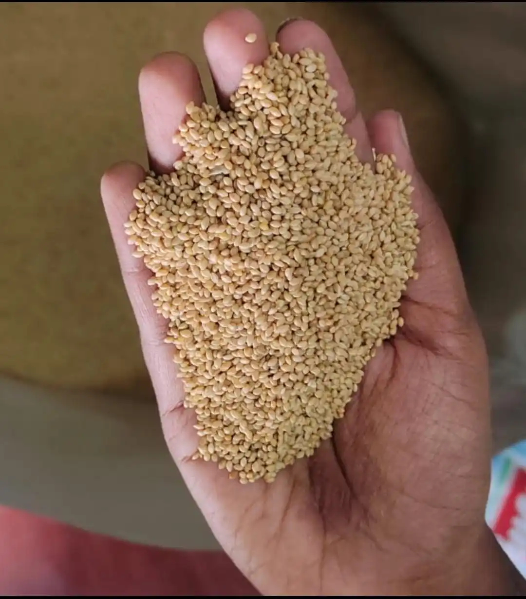 Зерновые леса органическое просо из Лисохвоста цельное зерно (корралу) корм для птиц канареек зябликов