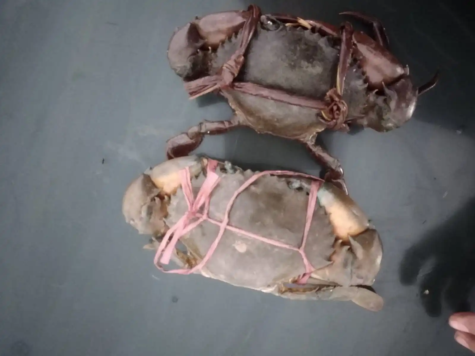 FROZEN  MUD CRAB HIGH QUALITY INDONESIAN ORIGIN