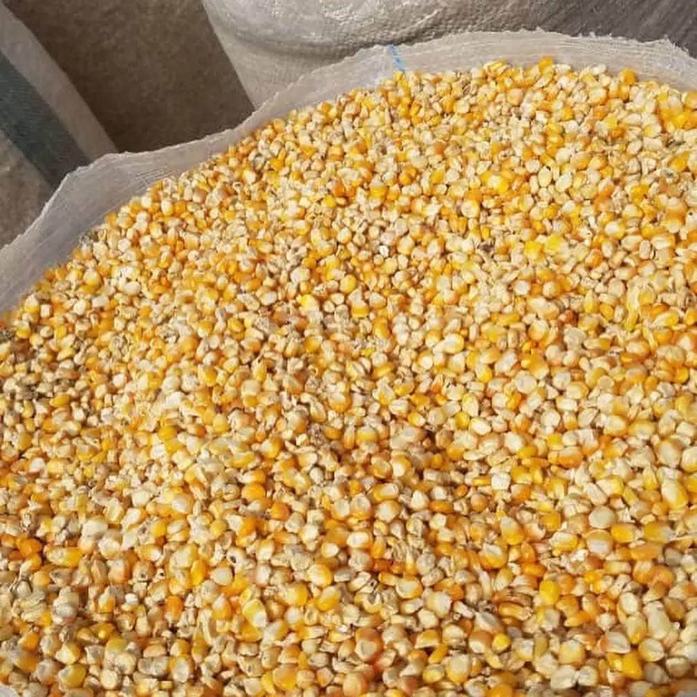 Agricultural Product Bulk Grain White Dry Corn Kernal Dried Maize Dry White Corn with Competitive Price