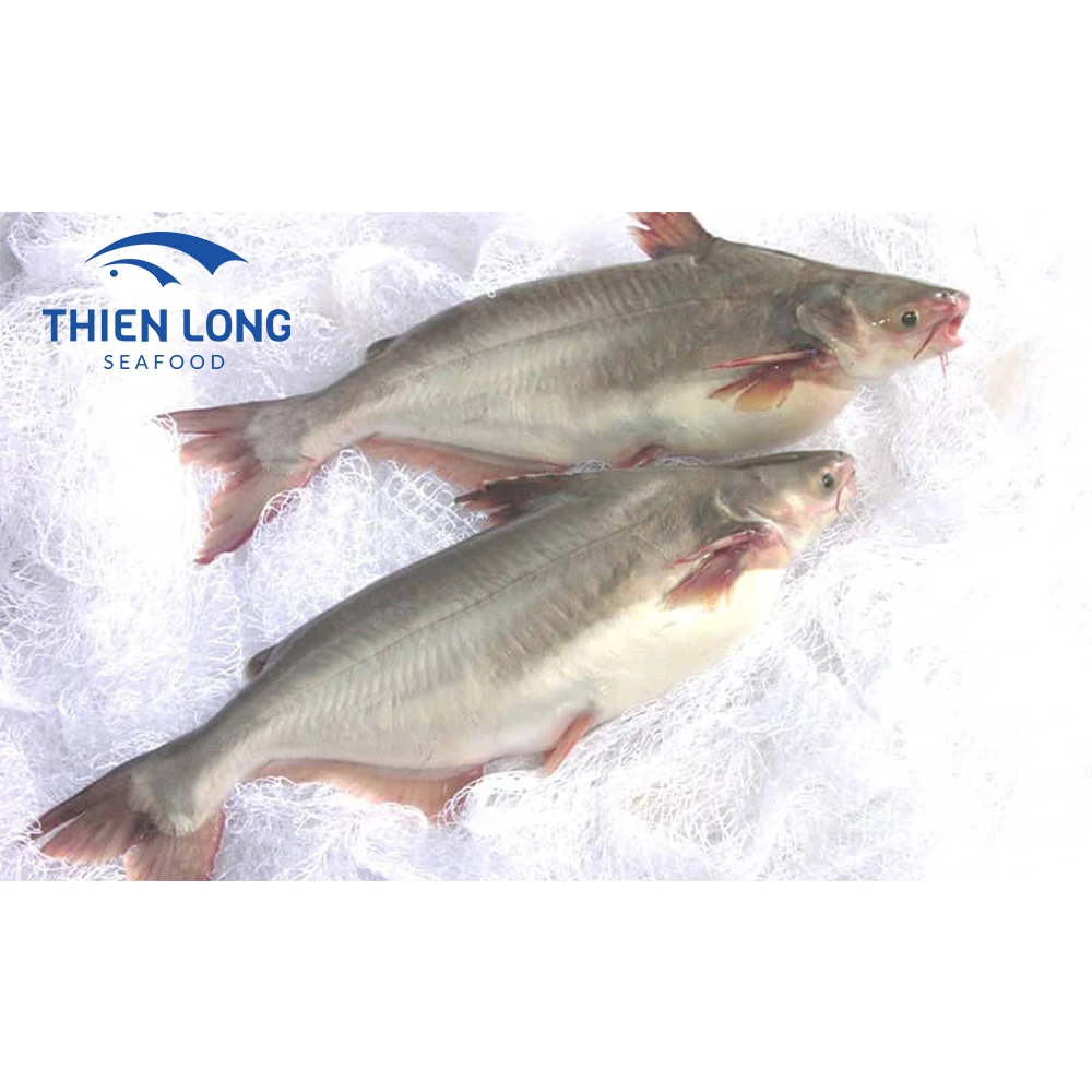 Top Quality Vietnam Supplier Fresh Frozen BQF Pangasius Whole Round Fish