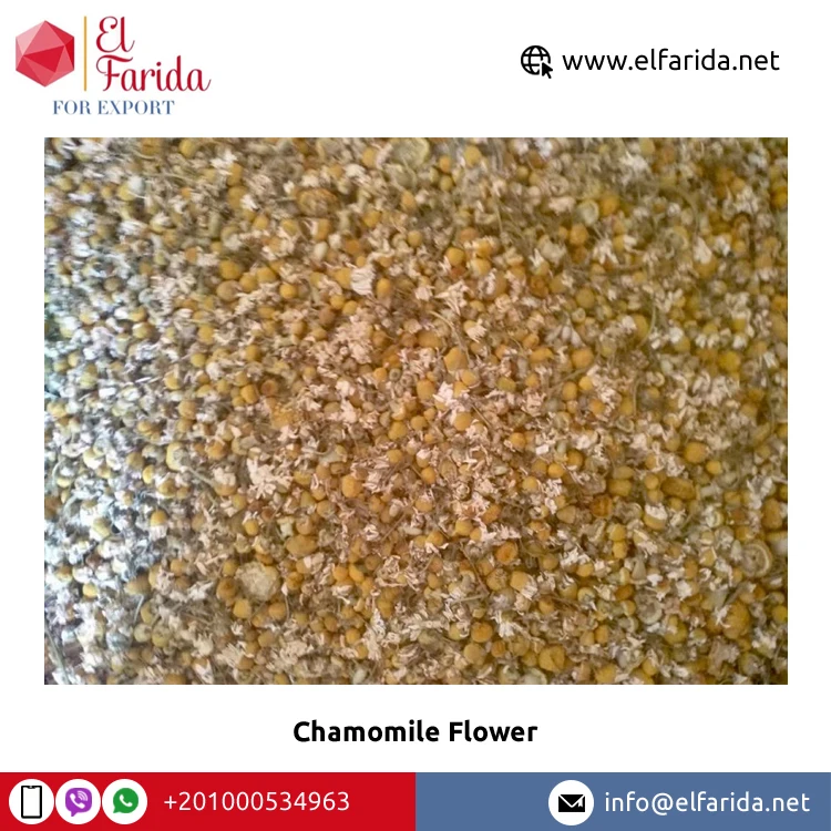 Wholesale Price Top Quality High Nutritious Yellow and White Dried Chamomile Flower Petals TBC Flavor Tea for Bulk Purchase