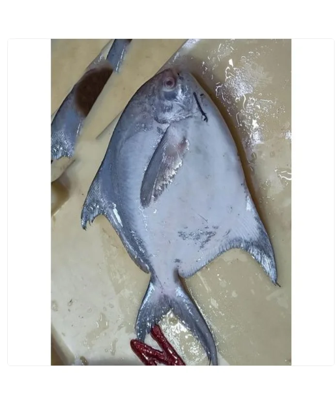 Good Quality Factory Export Fish FROZEN RED POMFRET