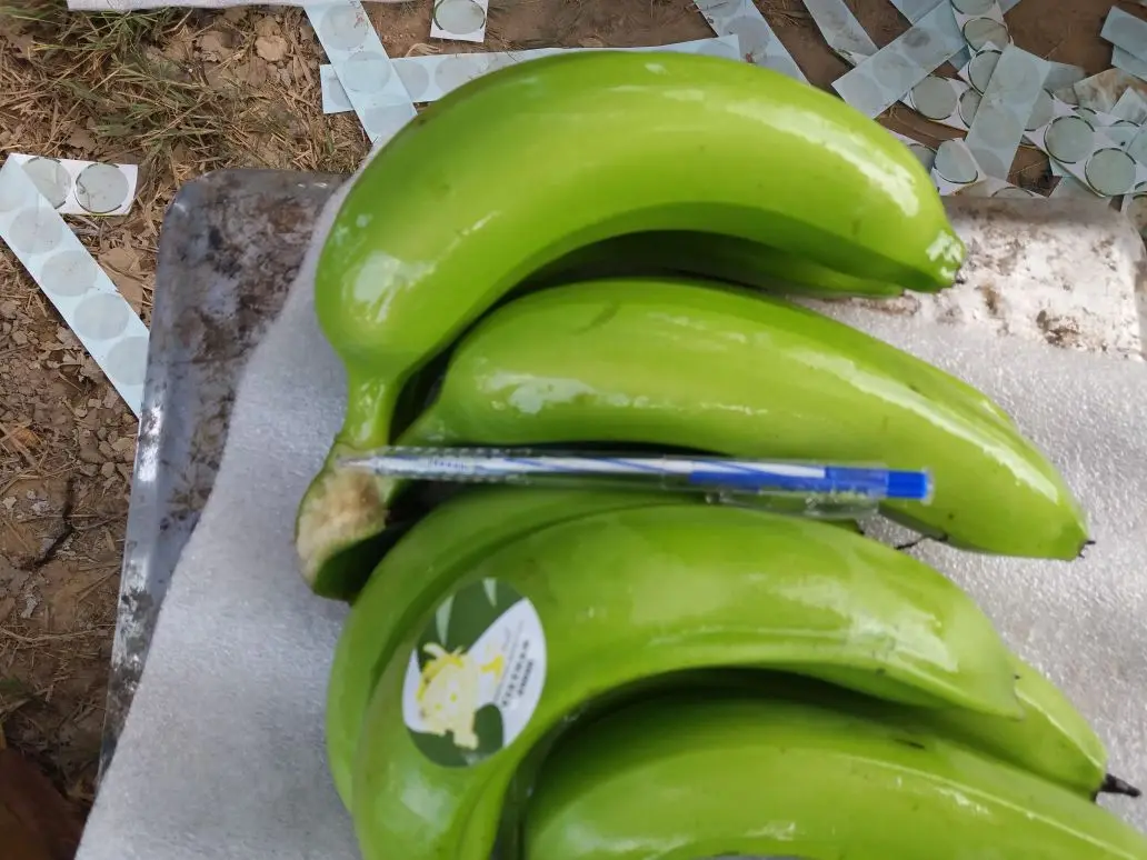 Premium Fresh Bananas, Naturally Sweet and Delicious, Ideal for Eating and Cooking, High-Quality Fruit, Bulk Purchase Available