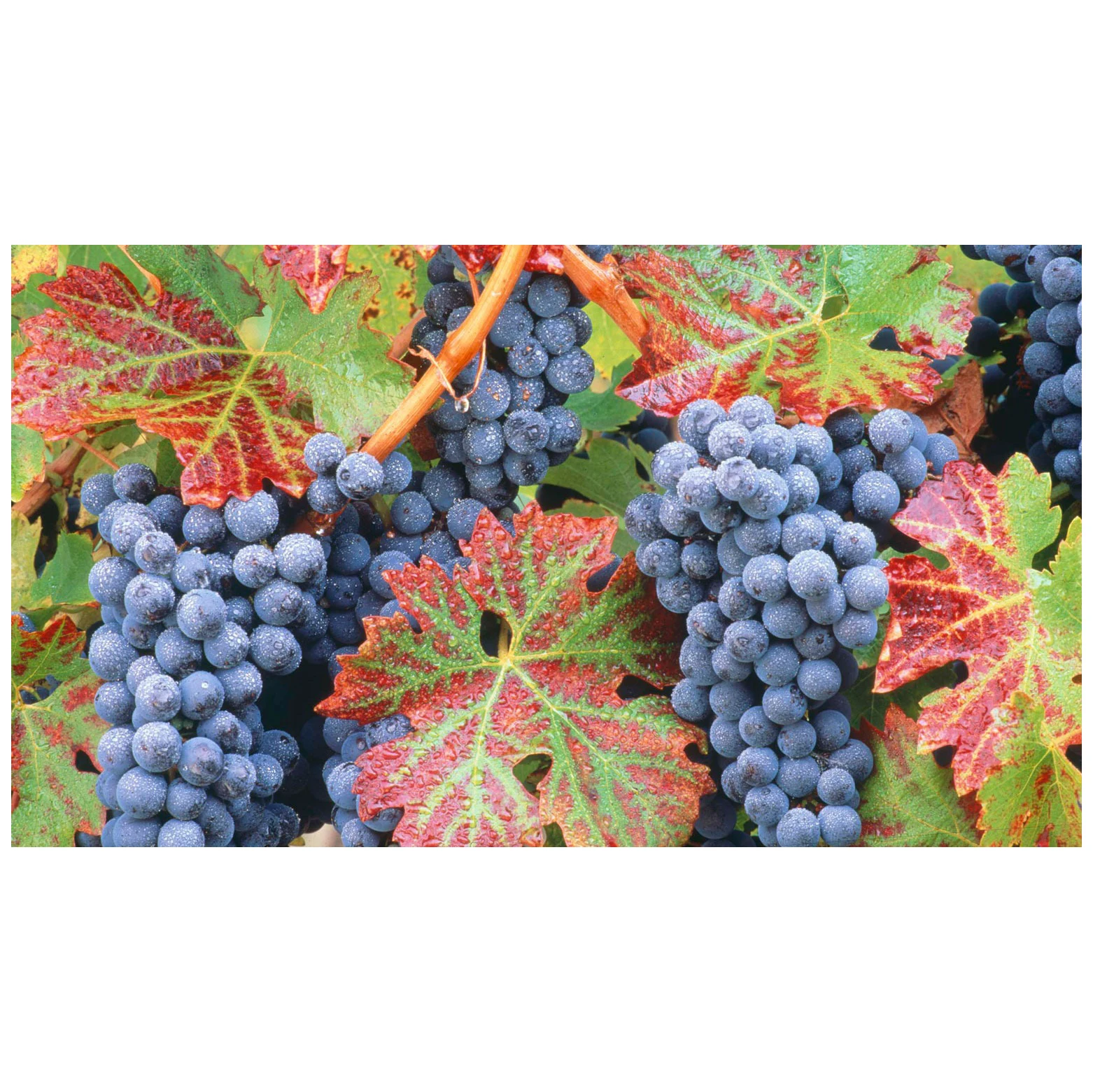Quality  Seeded Fresh Red Grapes High Quality Best Price Fresh Sweet Seedless Seeded Black Green Red Grapes for Sale Fresh