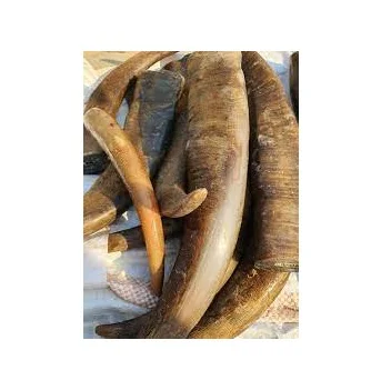 Long horn knobs cow horn decorative and natural polished horn Wholesale for home and sale Good quality FROM INDIA