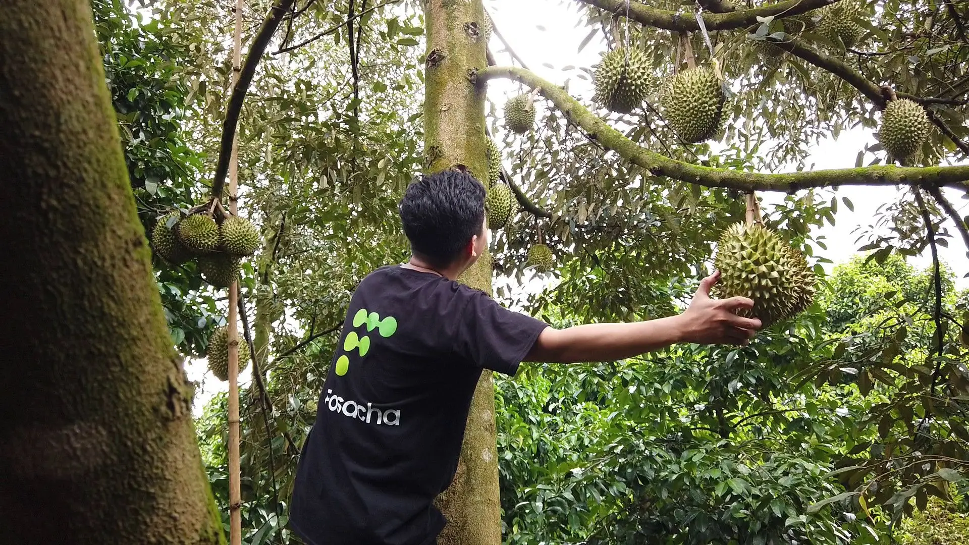 CUSTOMIZED BRAND RI6 DURIAN FOR EXPORT SO FRESH PREMIUM QUALITY FRESH WHOLE PIECE /FROZEN PULP DURIAN FRUIT MONTHONG CHEAP