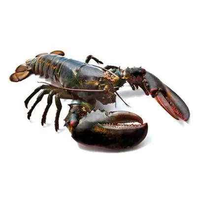 Fresh lobster/Live lobster/American Lobsters and red king crab ready world-wide
