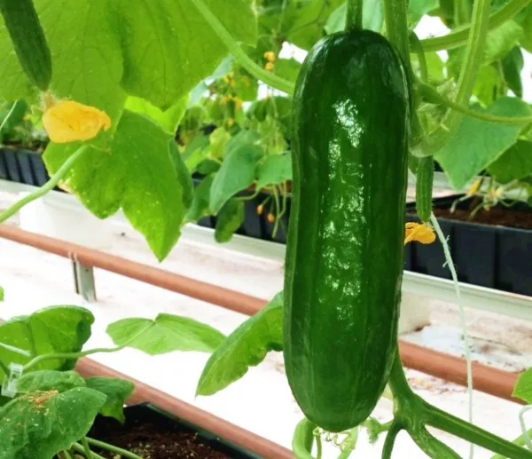 COCOPEAT ASIA GROUP IS ALWAYS PREMISE FOR APPLYING PRODUCT FROM COCONUT SPECIAL IS PEAT COIR CHIP FOR HYDROPONIC AGRICULTURE