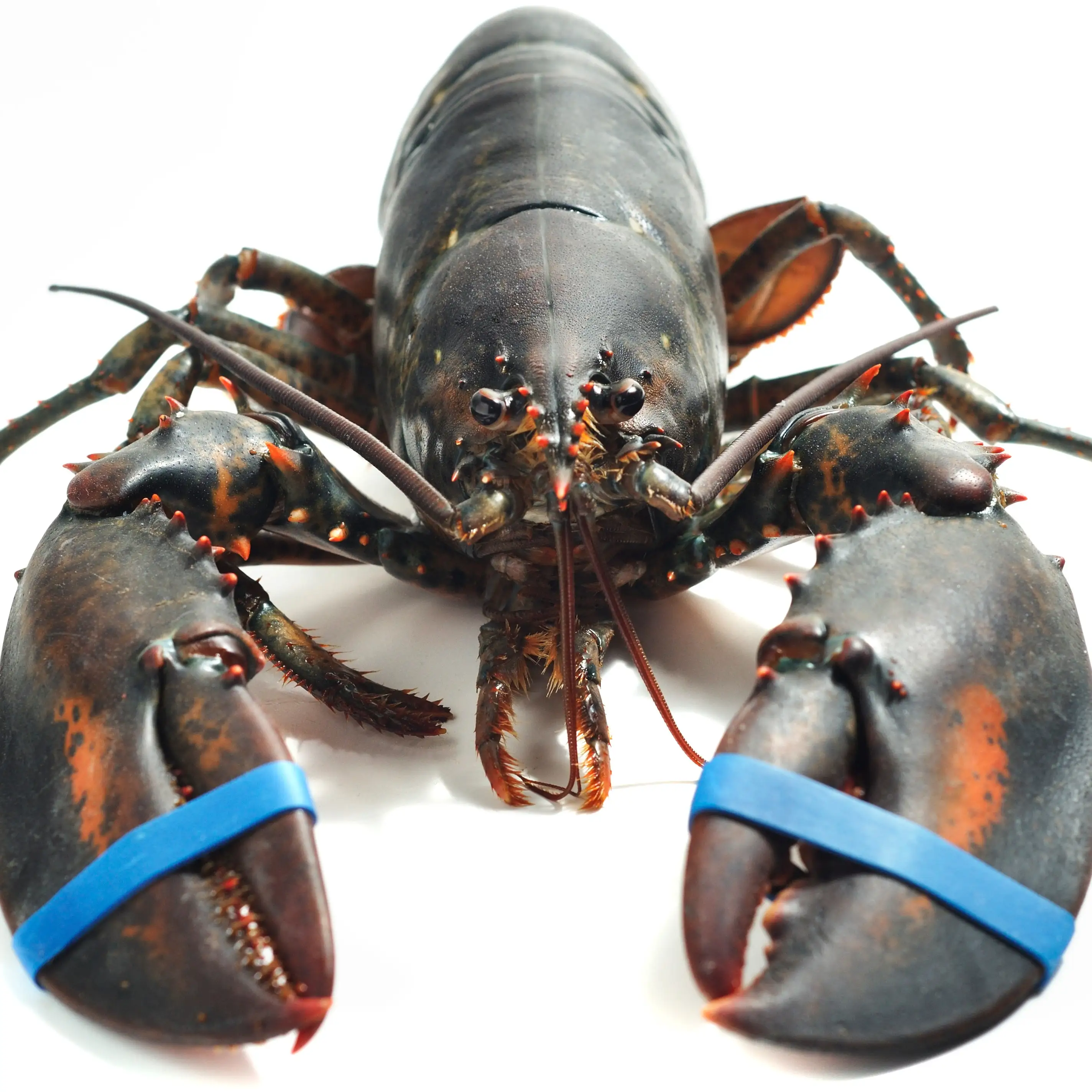 Best Quality Frozen Lobster / Frozen Lobster Tails / Fresh Live Lobsters