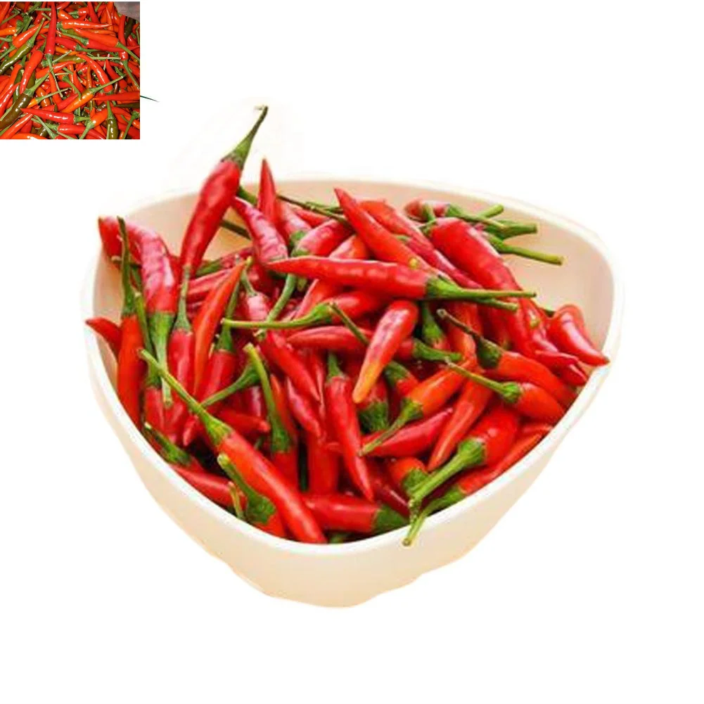 Fresh Red Chilli High Quality green chilli Supplier fresh red chilli pepper From Vietnam