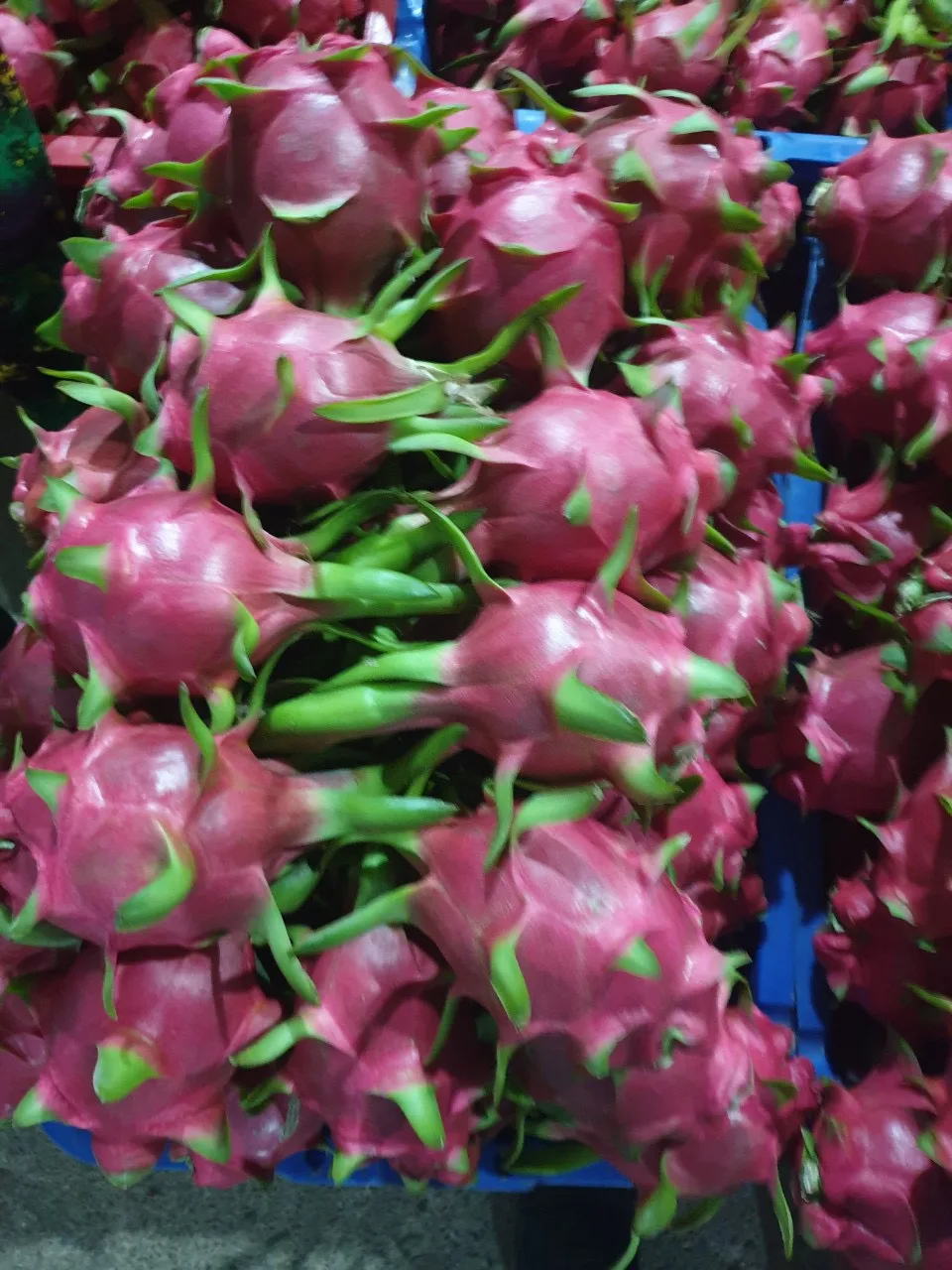 2024 Sale of Natural Sweet Dragon Fruit with White Red Flesh Fresh and Competitively Priced Export Ready from Vietnam Supplier