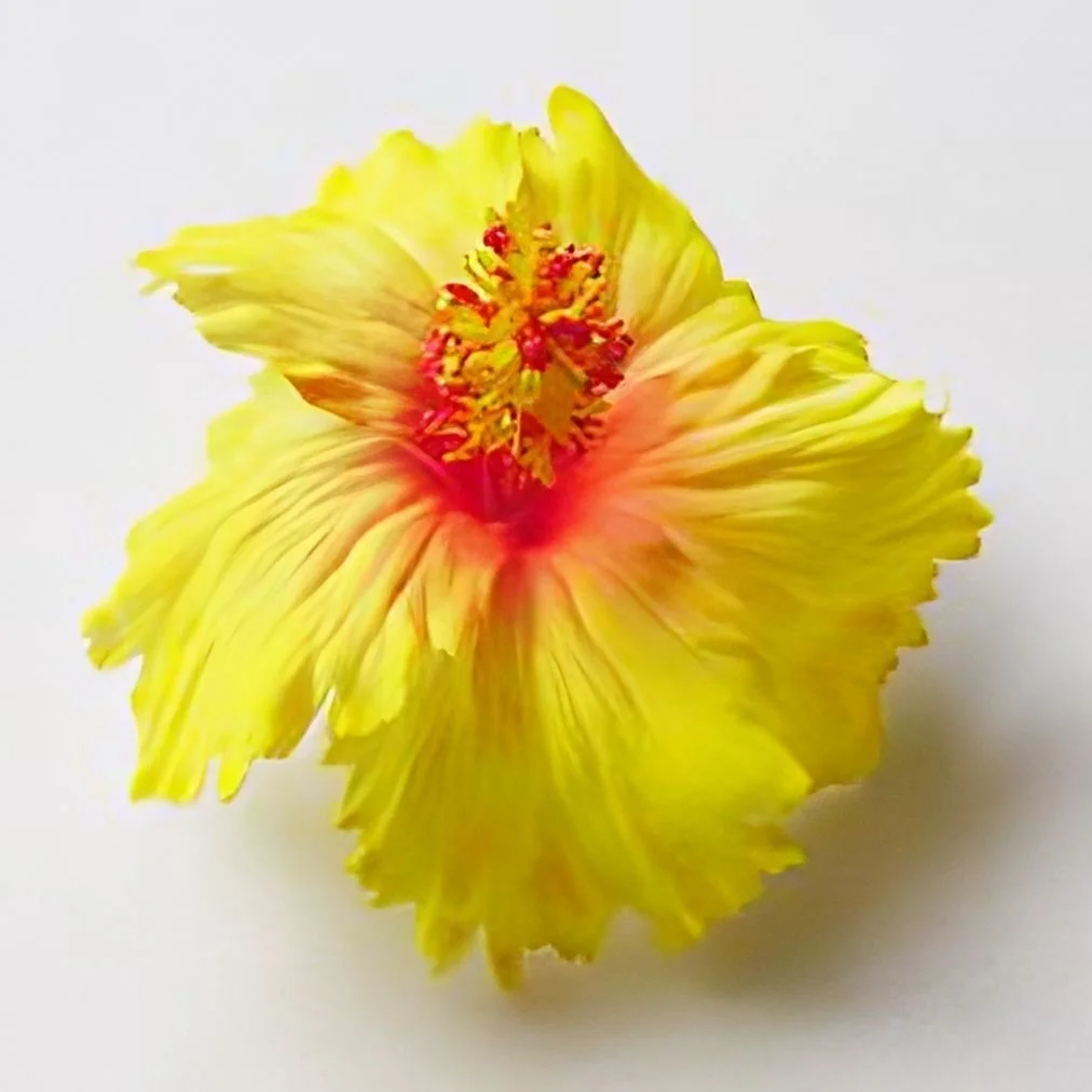 Premium Product of Hibiscus Foam Flower with unique tattoo print pattern (Pack 100 pieces)