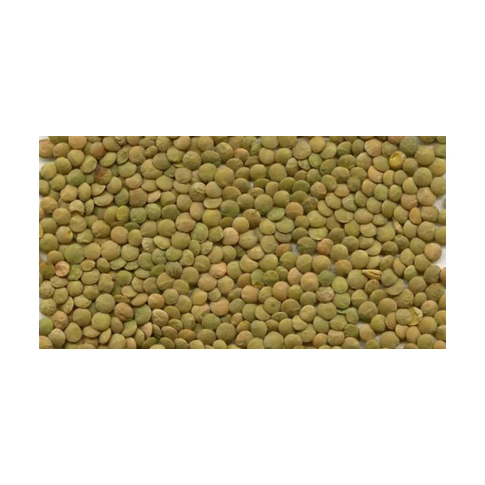High quality new crop green lentils natural pure green lentils with competitive price non gmo product