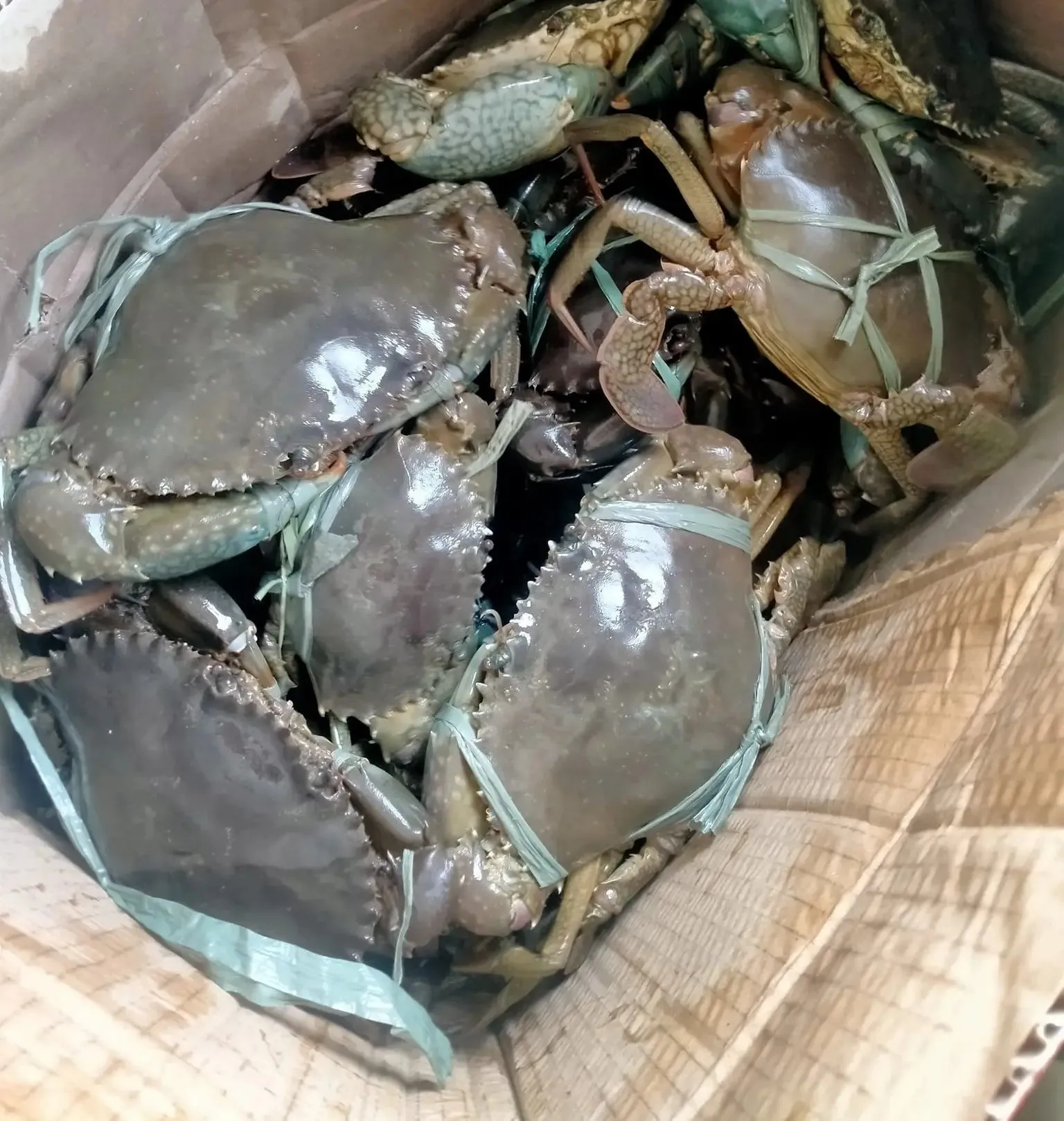Top Quality Whole Live mud crab for wholesale 100% Premium Quality Live Mud Crabs for wholesale in reasonable price