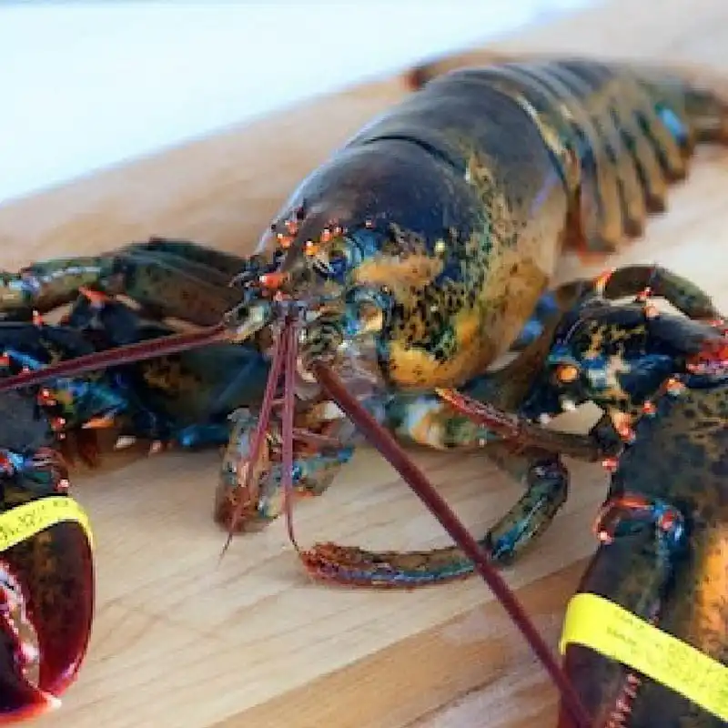 Live Lobster, Spiny Lobster, Frozen Lobsters Bulk Suppliers Box Packaging Natural with 24 Months Shelf Life 5 Cm Mexican Lobster