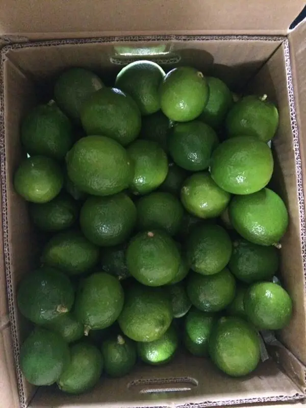 Hot sale Fresh Citrus Fruit SEEDLESS LIME FOR EXPORT WITH CHEAP PRICE