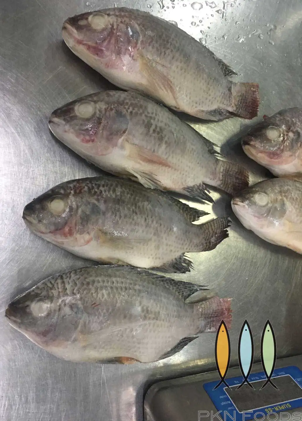 IQF Customize Life Packaging Frozen Type Cutting Supplier Shelf export tilapia fillet Black Tilapia From Viet Nam