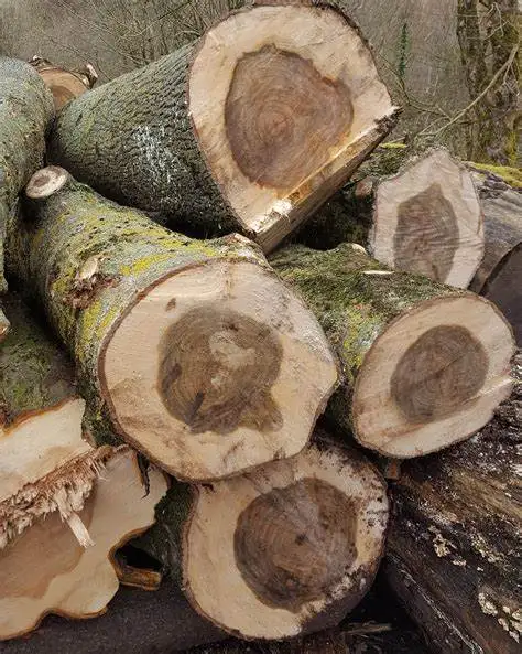 Poplar Wood Logs For Sale
